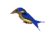 BIRDstill.gif (4301 bytes)